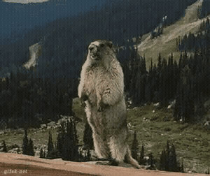 Yelling Beaver