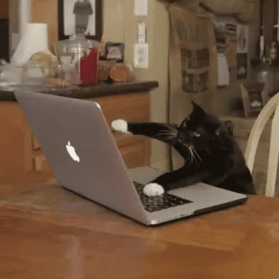Typing Kitty