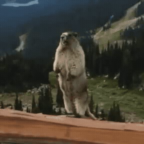 Screaming Gopher