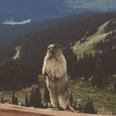 Screaming Marmot